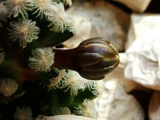 Mammillaria _theresae _f.polytomica _d1a